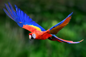 Burung dengan Warna yang Unik Paling Favorite